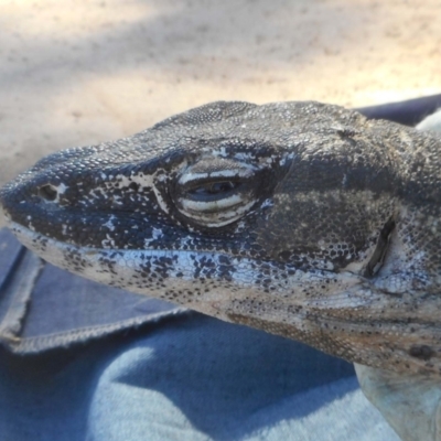 Varanus rosenbergi (Heath or Rosenberg's Monitor) at Booth, ACT - 9 Dec 2020 by DonFletcher