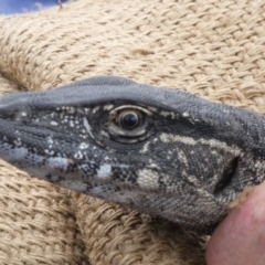 Varanus rosenbergi (Heath or Rosenberg's Monitor) at Booth, ACT - 21 Oct 2020 by DonFletcher