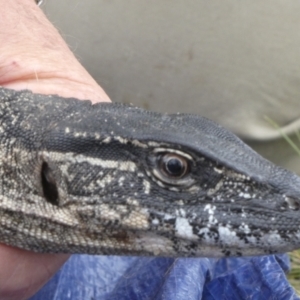 Varanus rosenbergi at Namadgi National Park - suppressed