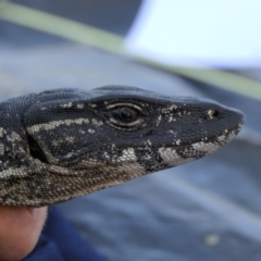 Varanus rosenbergi (Heath or Rosenberg's Monitor) at Booth, ACT - 27 Oct 2021 by DonFletcher