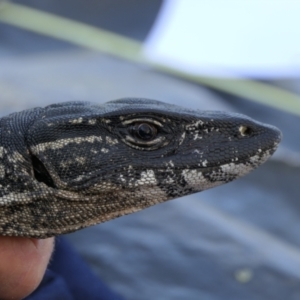 Varanus rosenbergi at Namadgi National Park - 27 Oct 2021