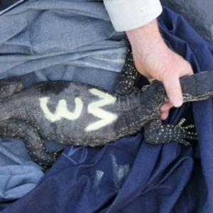 Varanus rosenbergi at Namadgi National Park - 27 Oct 2021