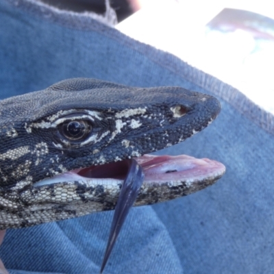 Varanus rosenbergi (Heath or Rosenberg's Monitor) at Booth, ACT - 13 Oct 2020 by DonFletcher