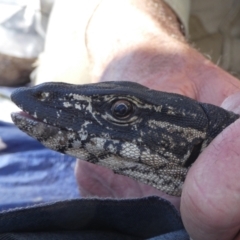 Varanus rosenbergi at Namadgi National Park - 13 Oct 2020