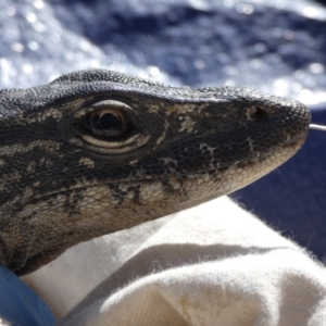 Varanus rosenbergi at Namadgi National Park - 12 Oct 2020