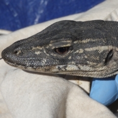 Varanus rosenbergi at Namadgi National Park - suppressed