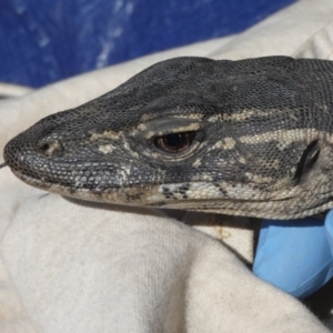 Varanus rosenbergi at Namadgi National Park - 12 Oct 2020