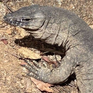 Varanus rosenbergi at Namadgi National Park - 20 Jan 2022