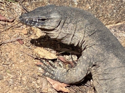 Varanus rosenbergi (Heath or Rosenberg's Monitor) at Namadgi National Park - 20 Jan 2022 by DonFletcher