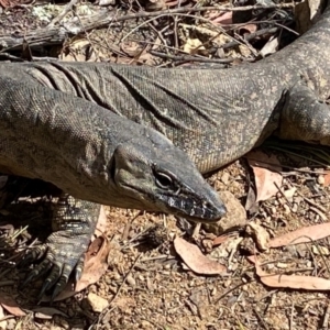 Varanus rosenbergi at Namadgi National Park - 20 Jan 2022