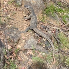 Varanus rosenbergi at Namadgi National Park - 20 Jan 2022