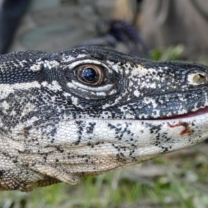 Varanus rosenbergi at Namadgi National Park - suppressed