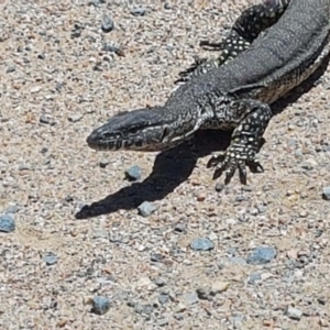 Varanus rosenbergi at Namadgi National Park - 16 Jan 2021