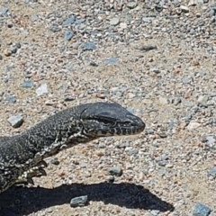 Varanus rosenbergi at Namadgi National Park - 16 Jan 2021