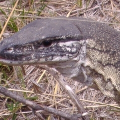 Varanus rosenbergi (Heath or Rosenberg's Monitor) at Booth, ACT - 11 Nov 2006 by DonFletcher