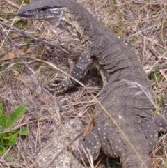 Varanus rosenbergi at Namadgi National Park - 11 Nov 2006