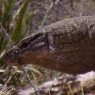 Varanus rosenbergi (Heath or Rosenberg's Monitor) at Booth, ACT - 11 Nov 2006 by DonFletcher