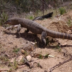 Varanus rosenbergi at Namadgi National Park - suppressed