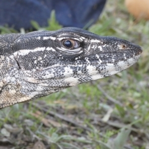 Varanus rosenbergi at Namadgi National Park - suppressed