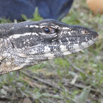 Varanus rosenbergi (Heath or Rosenberg's Monitor) at Booth, ACT - 30 Nov 2018 by DonFletcher