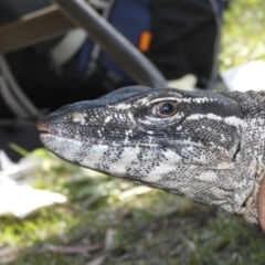 Varanus rosenbergi at Namadgi National Park - suppressed