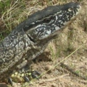 Varanus rosenbergi at Namadgi National Park - suppressed