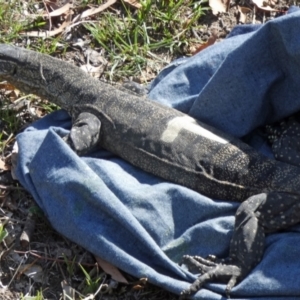 Varanus rosenbergi at Namadgi National Park - suppressed