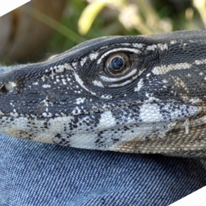 Varanus rosenbergi at Namadgi National Park - suppressed