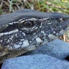 Varanus rosenbergi at Namadgi National Park - suppressed