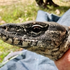 Varanus rosenbergi (Heath or Rosenberg's Monitor) at Booth, ACT - 9 Dec 2020 by DonFletcher