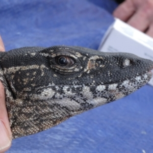 Varanus rosenbergi at Namadgi National Park - 21 Oct 2020