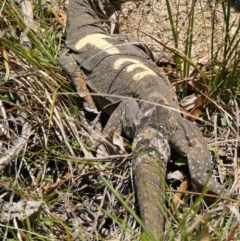 Varanus rosenbergi at Namadgi National Park - 21 Oct 2020