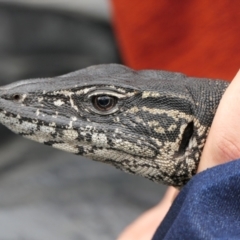 Varanus rosenbergi (Heath or Rosenberg's Monitor) at Mount Clear, ACT - 28 Oct 2021 by DonFletcher