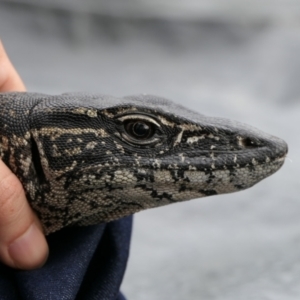 Varanus rosenbergi at Namadgi National Park - 28 Oct 2021