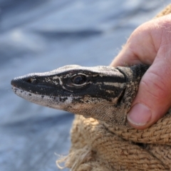 Varanus rosenbergi at Namadgi National Park - 12 Oct 2020