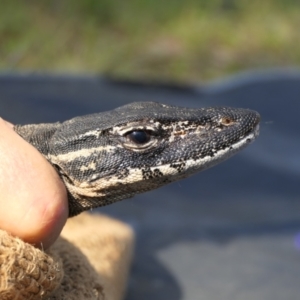 Varanus rosenbergi at Namadgi National Park - 12 Oct 2020