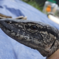 Varanus rosenbergi at Namadgi National Park - 13 Oct 2020