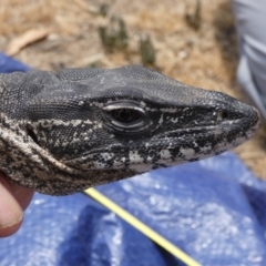 Varanus rosenbergi (Heath or Rosenberg's Monitor) at Mount Clear, ACT - 13 Dec 2019 by DonFletcher