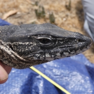 Varanus rosenbergi at Namadgi National Park - 13 Dec 2019