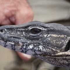 Varanus rosenbergi at Namadgi National Park - 13 Dec 2019