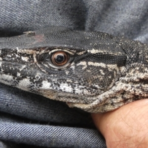 Varanus rosenbergi at Namadgi National Park - suppressed