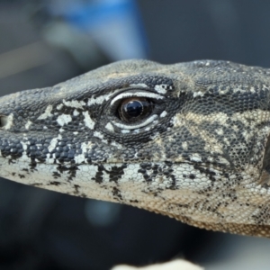 Varanus rosenbergi at Namadgi National Park - 18 Mar 2022