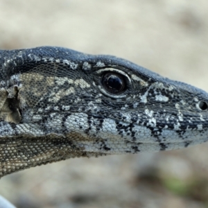 Varanus rosenbergi at Namadgi National Park - 18 Mar 2022