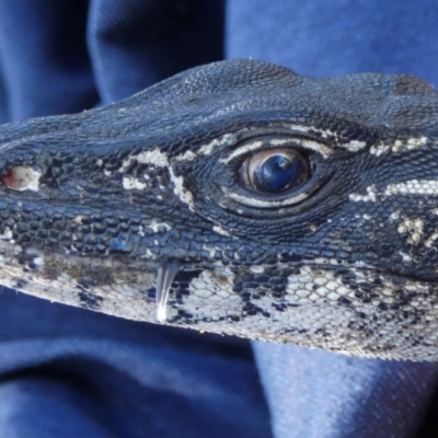 Varanus rosenbergi (Heath or Rosenberg's Monitor) at Booth, ACT - 19 Oct 2020 by DonFletcher