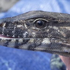 Varanus rosenbergi at Namadgi National Park - suppressed