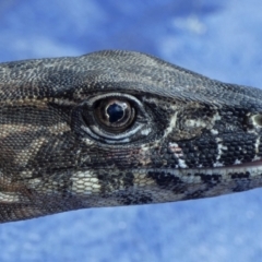 Varanus rosenbergi at Namadgi National Park - suppressed