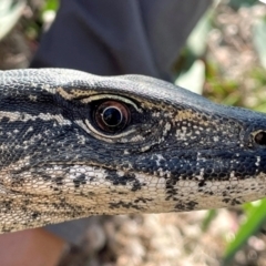 Varanus rosenbergi at Namadgi National Park - 2 Apr 2021