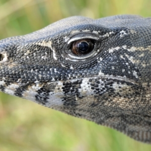 Varanus rosenbergi at Namadgi National Park - 5 Apr 2022