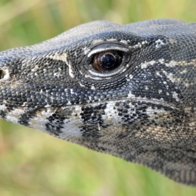 Varanus rosenbergi (Heath or Rosenberg's Monitor) at Mount Clear, ACT - 5 Apr 2022 by DonFletcher