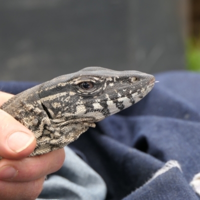 Varanus rosenbergi (Heath or Rosenberg's Monitor) at Booth, ACT - 31 Oct 2021 by DonFletcher